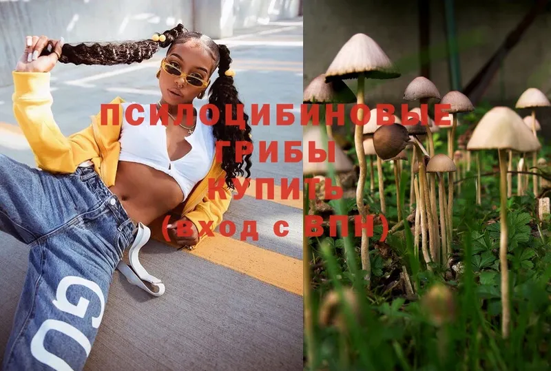 Галлюциногенные грибы Psilocybe  Мыски 